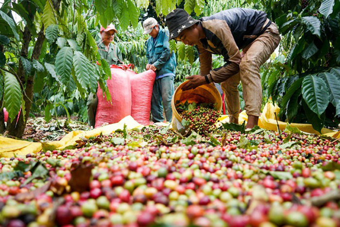 Giá cà phê lập đỉnh nhưng xuất khẩu không được lợi