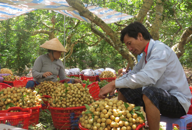 Giải pháp nào để nhãn được mùa không bị mất giá?