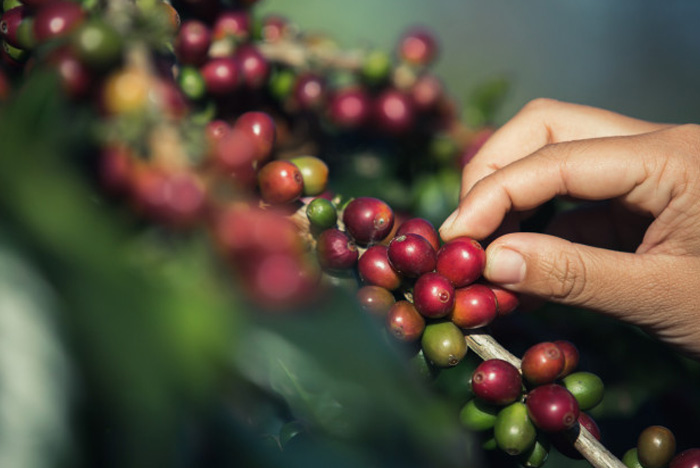 Giá cafe thị trường thế giới tăng nhanh
