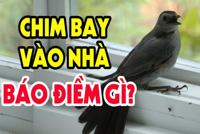 Chim Bay V O Nh L I M G Gi I M Vi C Chim Bay V O Nh L I M L Nh Hay D