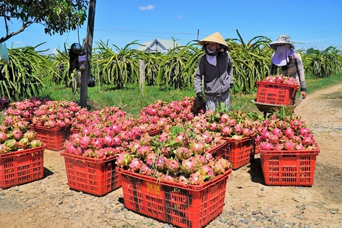 Hỗ trợ kết nối đầu ra cho nông sản đến vụ thu hoạch