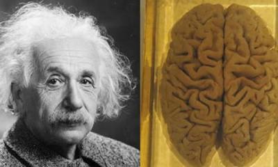 Hành trình kỳ lạ về bộ não bị đánh cắp Albert Einstein sau khi qua đời