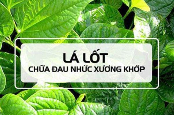 3 tác dụng của lá lốt trong chữa bệnh