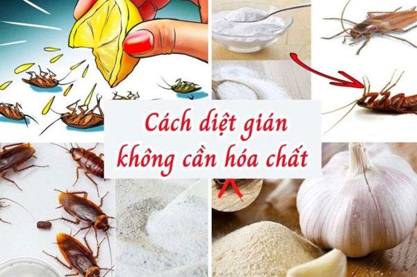 5 cách đuổi gián ra khỏi nhà an toàn, hiệu quả, nhanh chóng