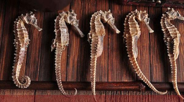 Cá ngựa khô: Thức quà quý giá từ miền biển Nha Trang