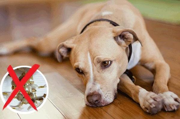 Chó bị trúng bả: Dấu hiệu nhận biết và cách xử lý