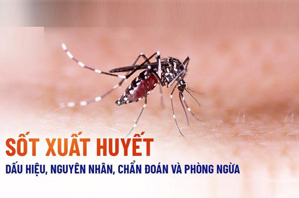 Đặc điểm, dấu hiệu, cách điều trị và phòng bệnh sốt xuất huyết