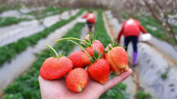 Dâu tây Mộc Châu: 5 địa chỉ vườn đẹp và nổi tiếng nhất