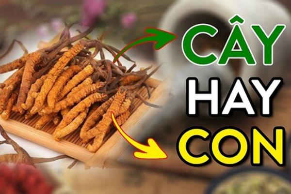 Đông trùng hạ thảo là gì? Công dụng, đối tượng và cách chế biến đông trùng hạ thảo