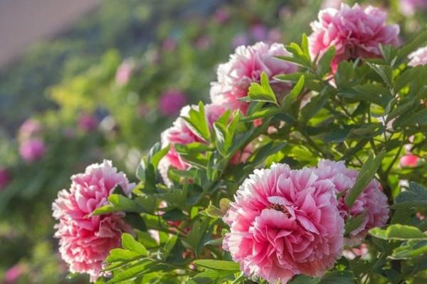 Hoa mẫu đơn là hoa gì? Ý nghĩa về các màu sắc của loài hoa mẫu đơn