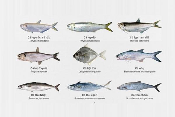 Hướng dẫn cách phân biệt các loại cá nước ngọt, lợ, mặn
