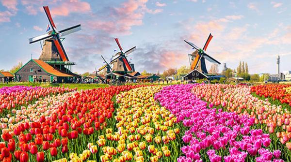 Khám phá lễ hội hoa Tulip tại xứ sở Hà Lan