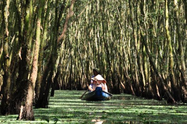 Khám phá vẻ đẹp của thiên đường các loài chim ở rừng tràm Trà Sư