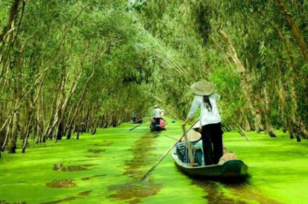 Khám phá vẻ đẹp hoang sơ của rừng tràm Trà Sư tại An Giang