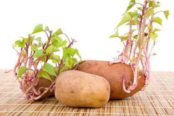Khoai lang mọc mầm: Nên ăn hay bỏ?