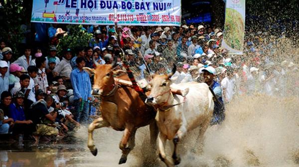 Lễ hội đua bò Bảy Núi: Nét đặc trưng của người Khmer ở An Giang