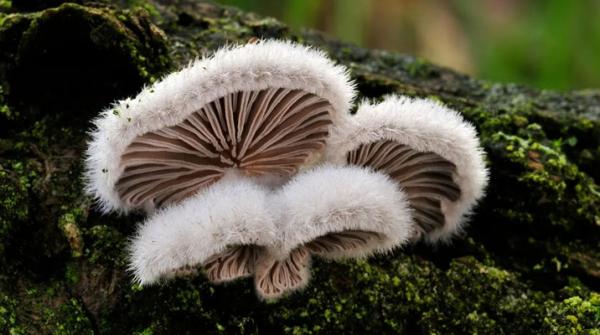 Nấm chân chim Bắc Hà: Dược liệu quý hiếm nơi cao nguyên