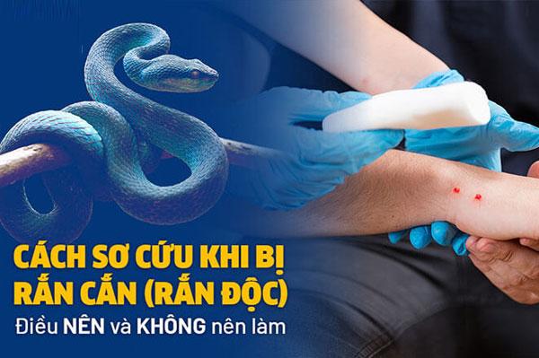 Rắn độc: Cách nhận biết và phương pháp sơ cứu khi bị cắn