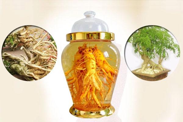 Rượu Đinh Lăng là gì? 5 tác dụng của rượu Đinh Lăng bạn không nên bỏ lỡ