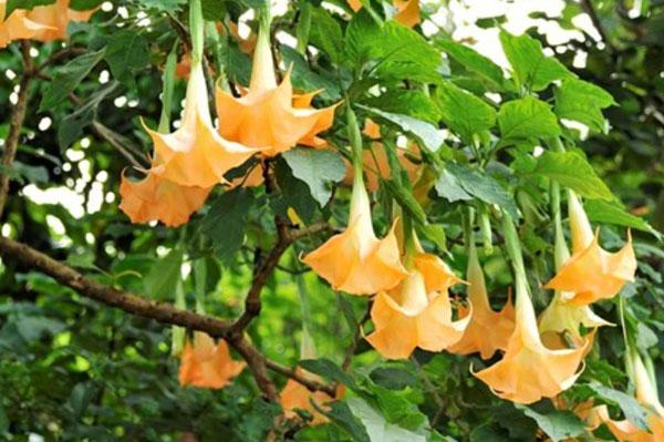 Sự thật về cây Borrachero: Vẻ đẹp chết người