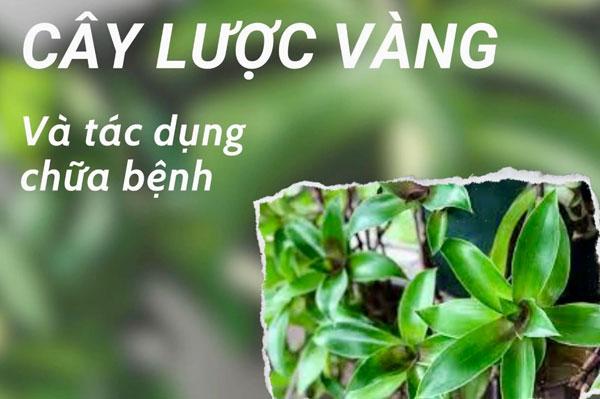 Tác dụng cây Lược vàng: Món quà quý từ thiên nhiên