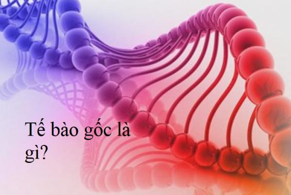 Tế bào gốc là gì? Tìm hiểu về tế bào gốc và tầm quan trọng của nó với ngành y