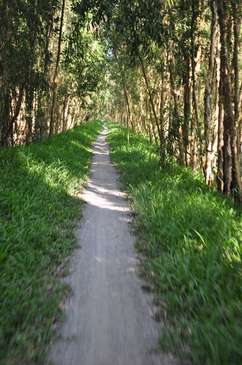 Con đường xanh ngát dẫn lối vào khu rừng tràm