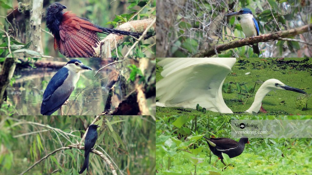 Có vô số các loài chim cư trú tại cánh rừng
