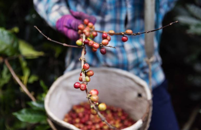 Sustainable Coffee là một loại cà phê bền vững được trồng và khai thác theo cách không làm hại đến tài nguyên môi trường, xã hội