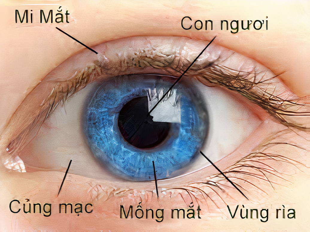Kết cấu của mắt người ở phần trước rất tinh vi