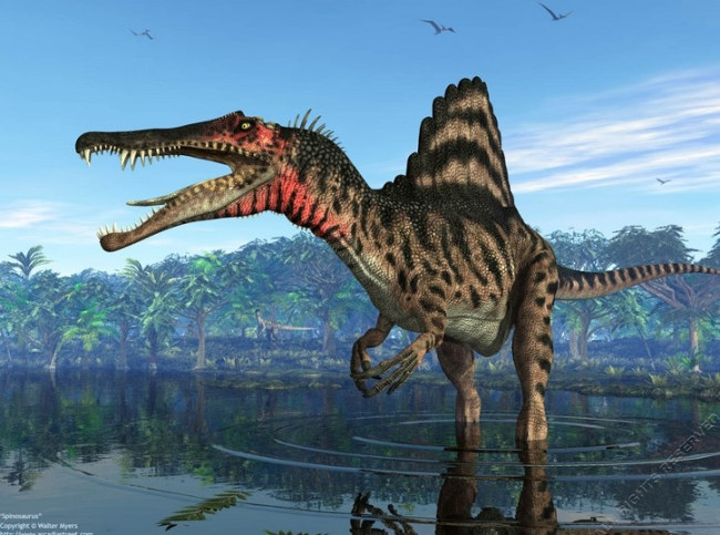 Spinosaurus Aegyptiacus có thể hoạt động cả trên cạn và dưới nước