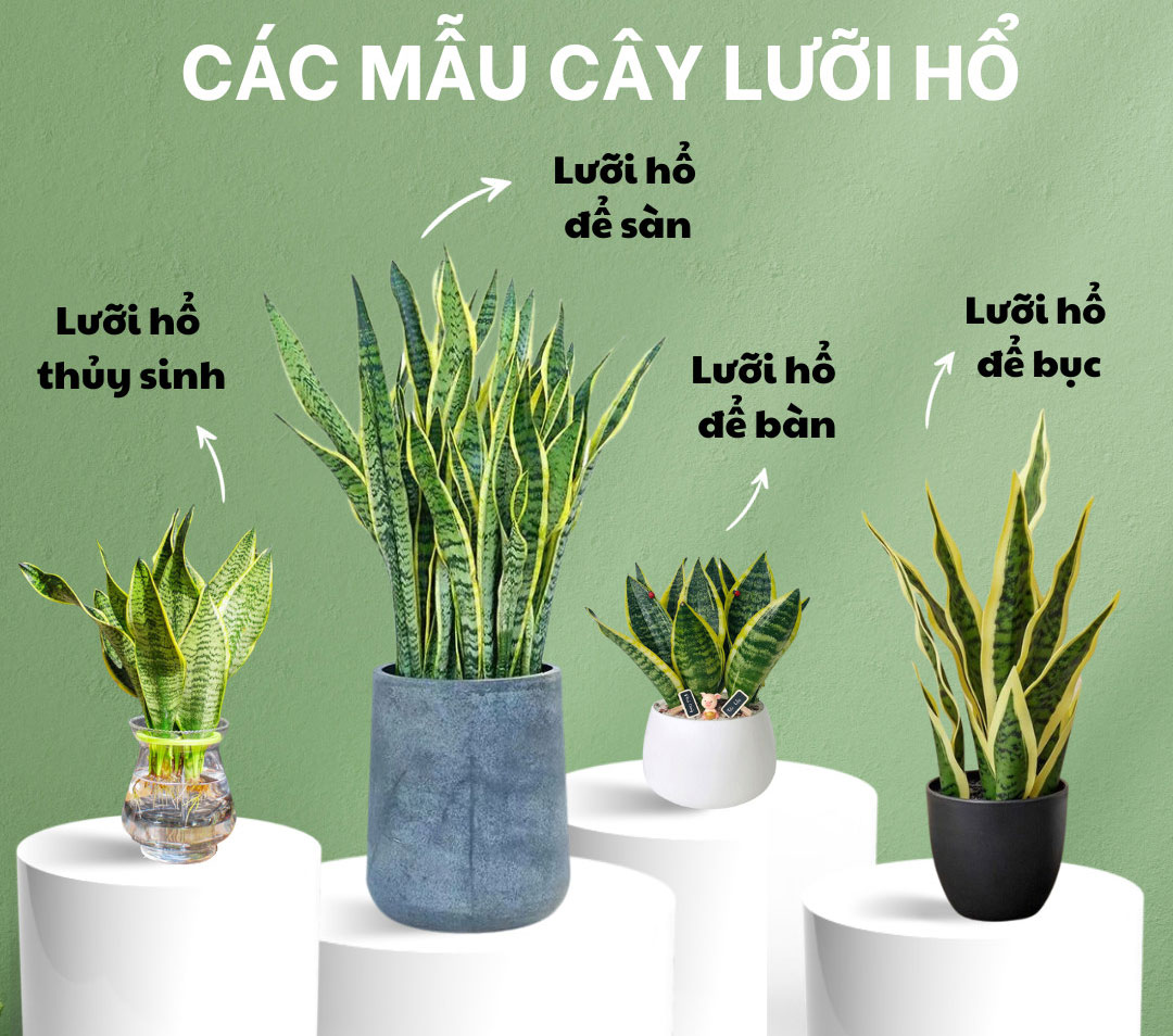 Cây lưỡi hổ