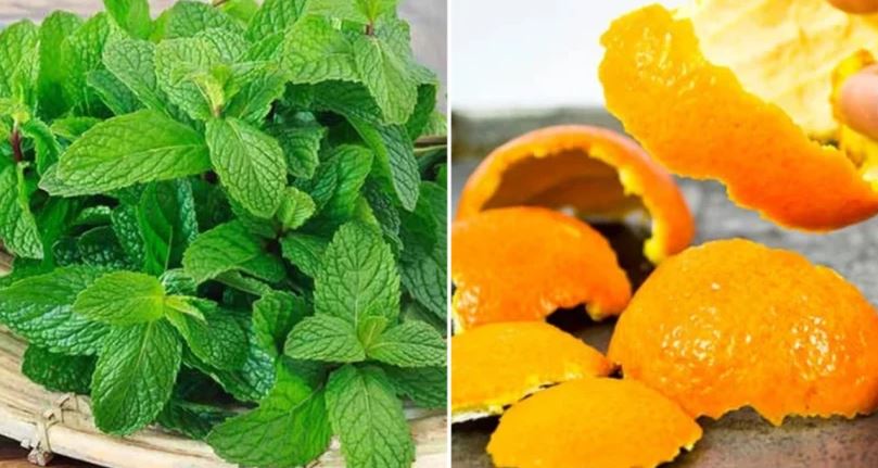 Các nguyên liệu tự nhiên giúp diệt gián hiệu quả