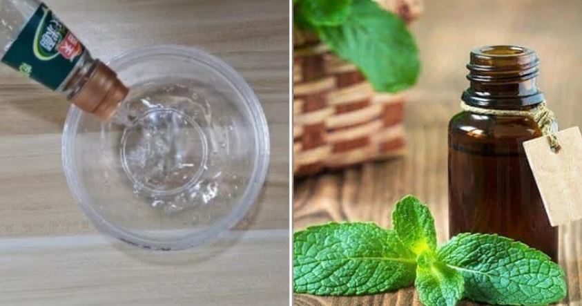 Giấm và tinh dầu bạc hà có tác dụng đuổi gián