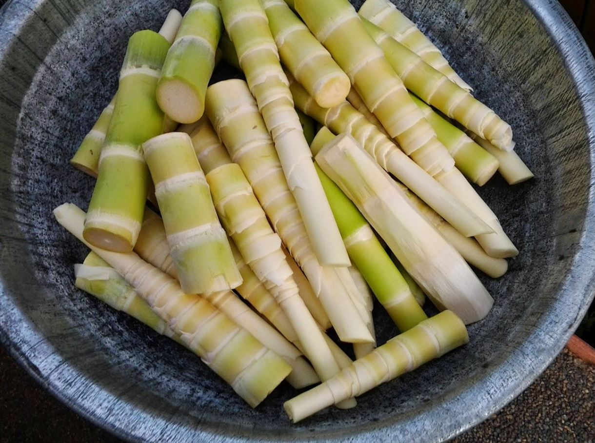 Xyanua trong thực phẩm "măng tươi" sẽ gây ngộ độc khi chế biến không đúng cách