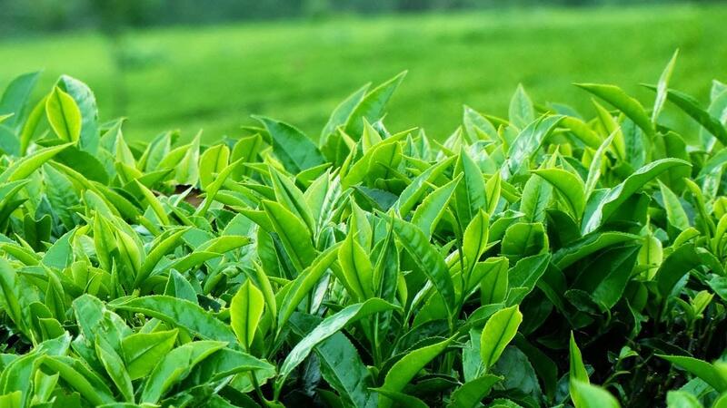 Chè Tân Cương có búp màu xanh ngả vàng nhạt khi uống cho vị ngọt hậu