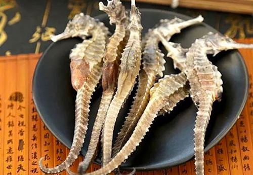 Cá ngựa khô được xem như thần dược cho sức khỏe con người