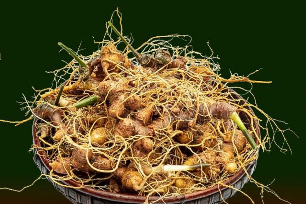 Kích thước củ sâm Ngọc Linh phụ thuộc vào năm tuổi của chúng