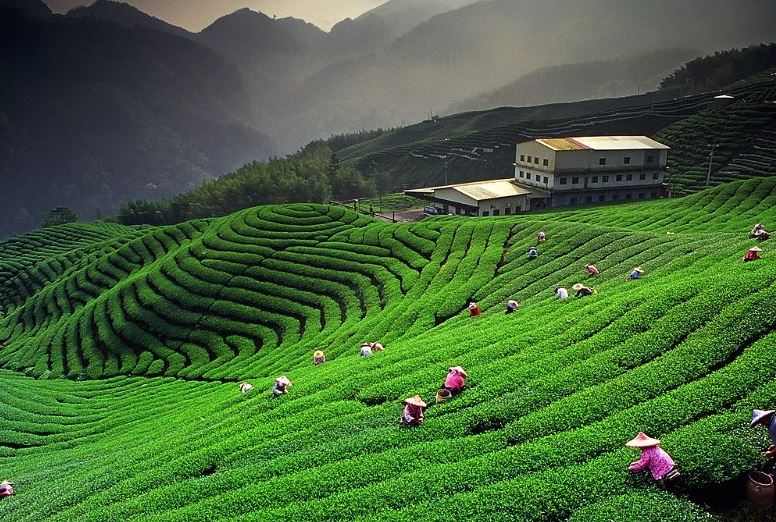 Đồi chè xanh mướt