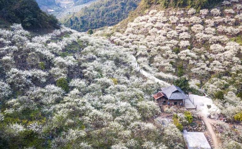 Thung lũng Mận Nà Ka - Điểm du lịch Mộc Châu đẹp xiêu lòng người