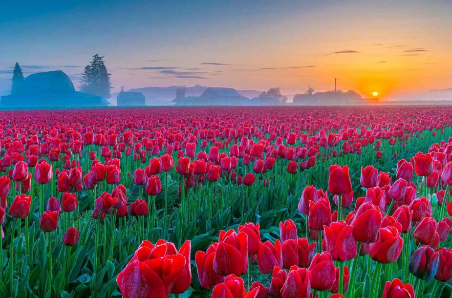 Lễ hội hoa tulip Skagit Valley
