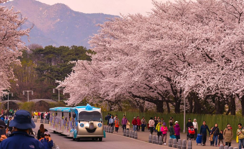 Hoạt động nên thử tại lễ hội hoa anh đào