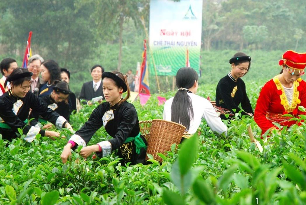 Lễ hội Trà độc đáo