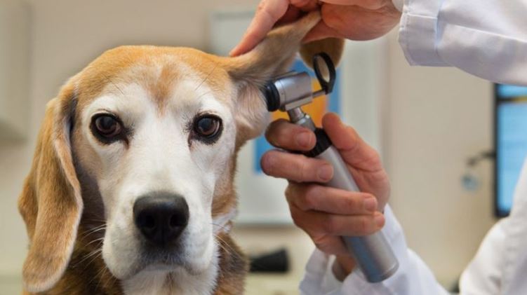 Cho chó đi thăm khám có bị nhiễm bệnh