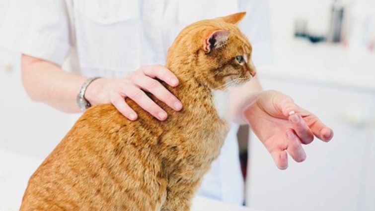 Mèo bị bệnh phải điều trị bằng kháng sinh