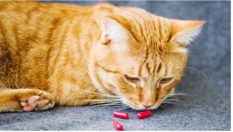 Sử dụng đúng loại thuốc kháng sinh cho mèo
