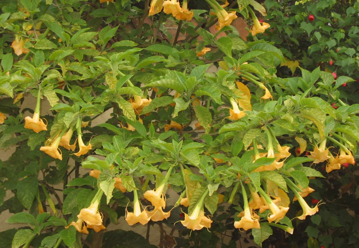 Cây Borrachero có hoa rất đẹp, thường được trồng làm cảnh