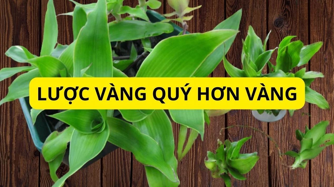 Một trong những tác dụng Cây Lược vàng giúp thanh lọc không khí cho không gian